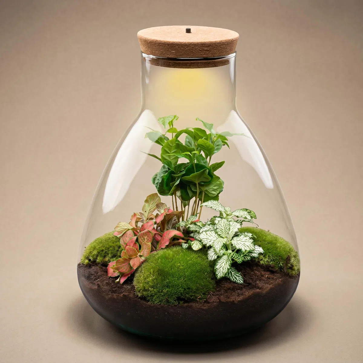 Terrario de Plantas • Sam Coffea con lámpara • Planta ecosistema con luz • ↑ 30 cm