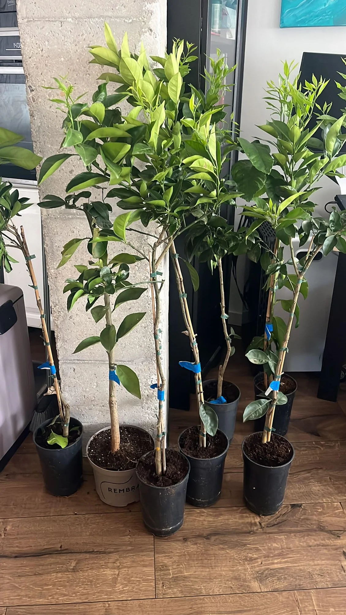 Limonero 4 estaciones Eureka Árbol cítrico en maceta de 5L | Para plantar en huerto o jardín | Planta natural de exterior (Limonero)