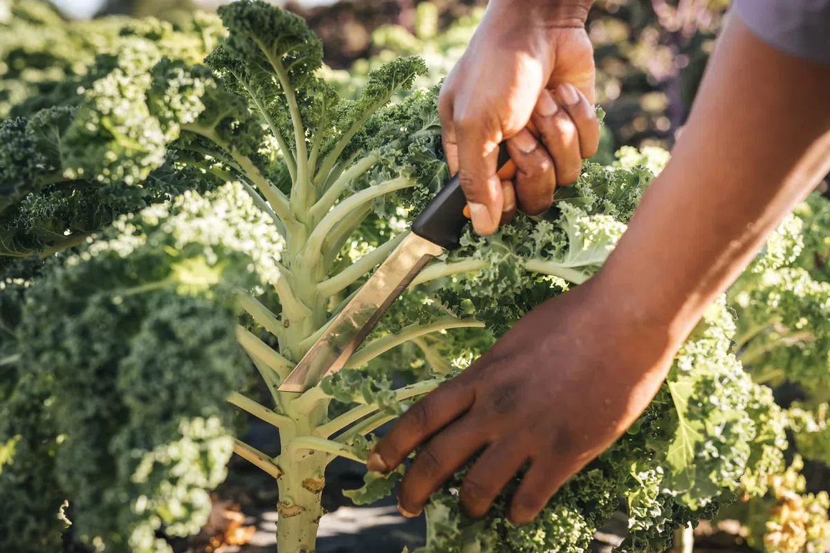 Fiskars Cuchillo para cosechar, Para tallos gruesos y troncos, Longitud de la hoja: 15 cm, Acero inoxidable/plástico, Negro/naranja, X-series, K82, 1062830