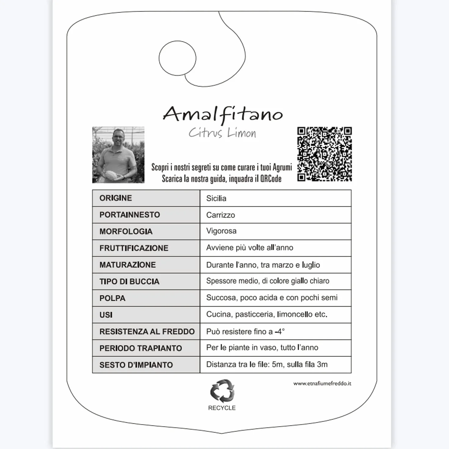 SAVINI VIVAI Planta de Limón Árbol de Cítricos Sfusato Amalfi Limón en Maceta de 20 cm Altura 70 cm 2-3 años Injerto Made in Italy