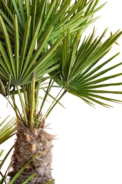 Palmera del Mediterráneo Natural Planta de Exterior Natural y Fácil de Cuidar