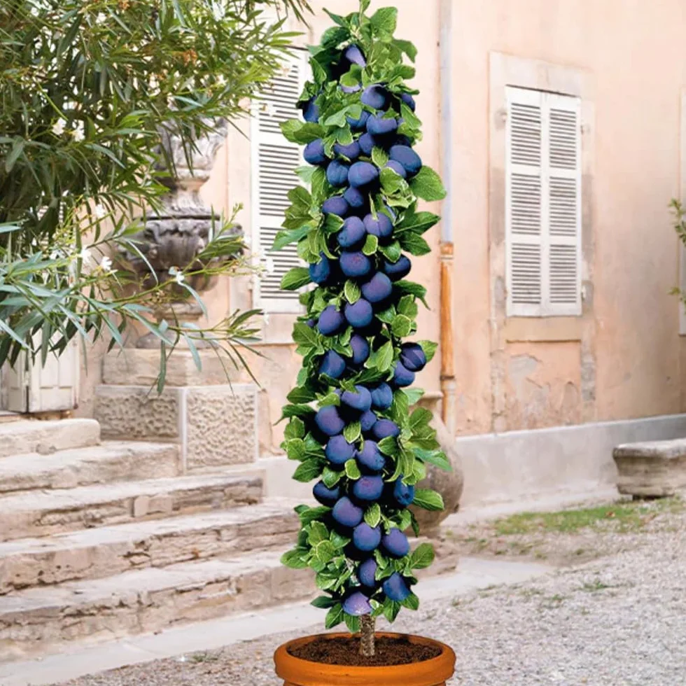 Árboles frutales en columna - Lote de 6 árboles (cerezos,manzanos,perales, albaricoqueros, melocotón, Ciruela) - 80cm de altura - Ideal para balcones, terrazas, pequeños jardines