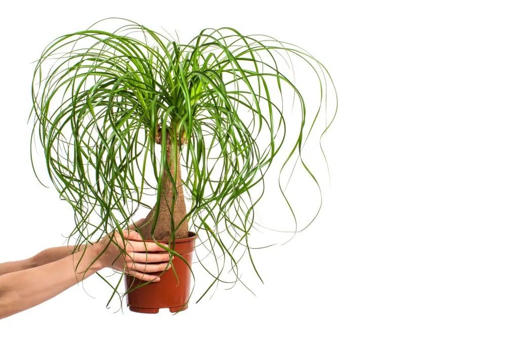 Planta Pata de Elefante Natural - Beucarnea Recurvata Exótica - Planta de Interior