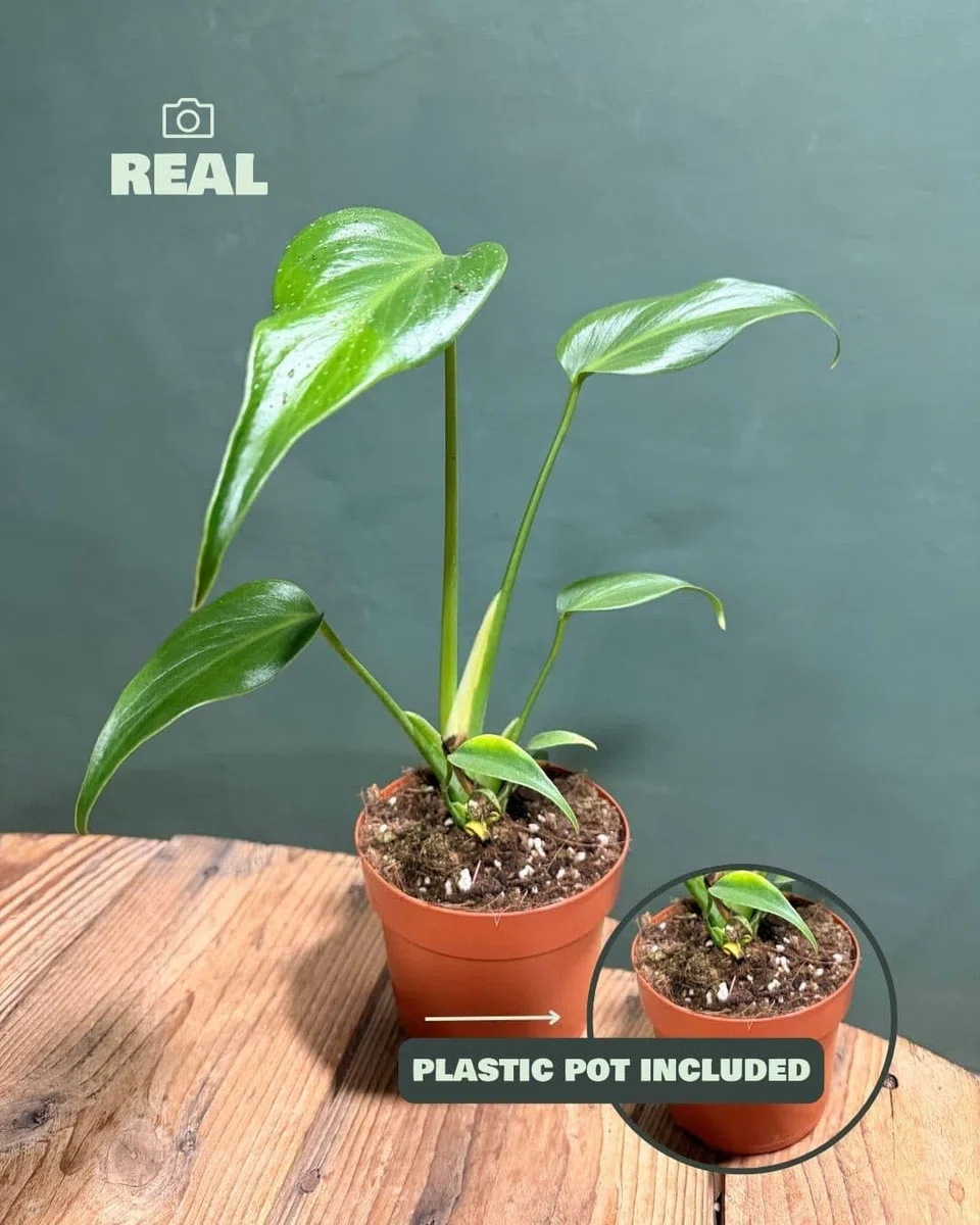 PUR PLANT Monstera Burle Marx M | Planta Natural De Interior Premium y Tropical | Compacta, Resistente y Decorativa | Maceta De Ø12 cm