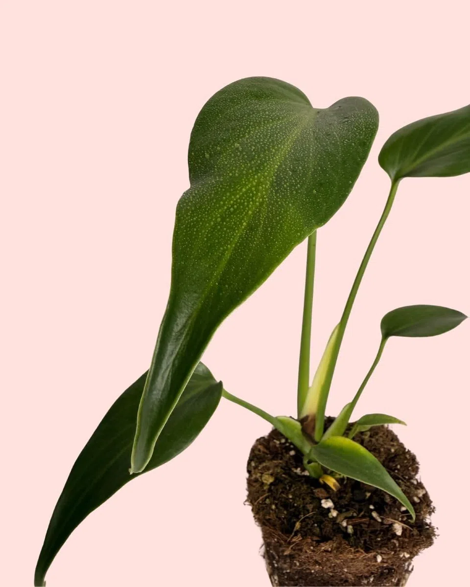 PUR PLANT Monstera Burle Marx M | Planta Natural De Interior Premium y Tropical | Compacta, Resistente y Decorativa | Maceta De Ø12 cm