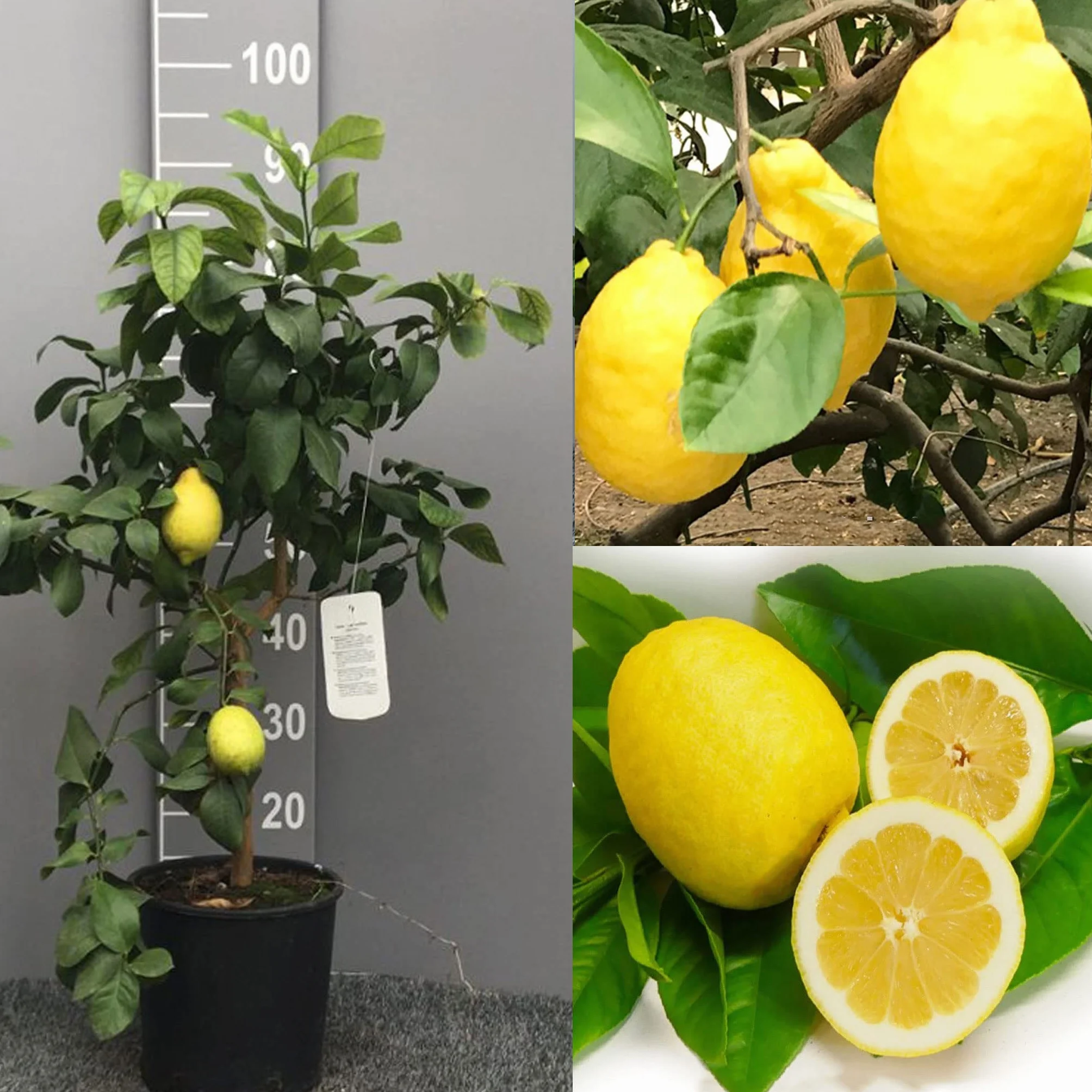 SAVINI VIVAI Planta de Limón Árbol de Cítricos Sfusato Amalfi Limón en Maceta de 20 cm Altura 70 cm 2-3 años Injerto Made in Italy
