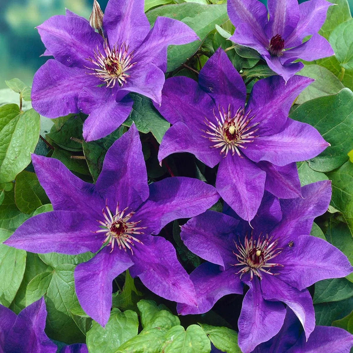 Bloomique - Set de 2 - Clematis ‘The President’ - Clemátide - Morada - Trepadora - Jardín - Resistente al frío - Altura 50-70 cm - Maceta 15 cm