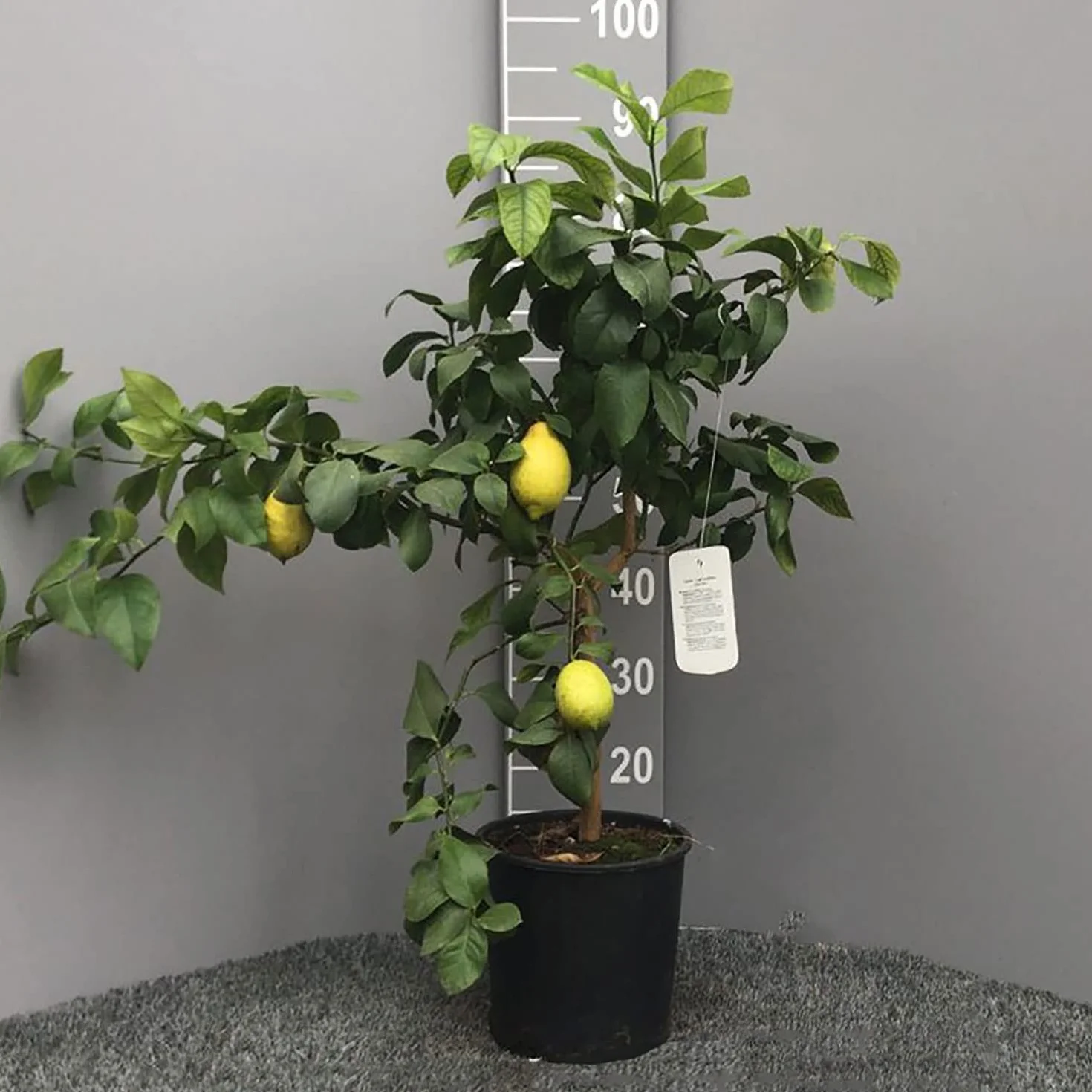 SAVINI VIVAI Planta de Limón Árbol de Cítricos Sfusato Amalfi Limón en Maceta de 20 cm Altura 70 cm 2-3 años Injerto Made in Italy
