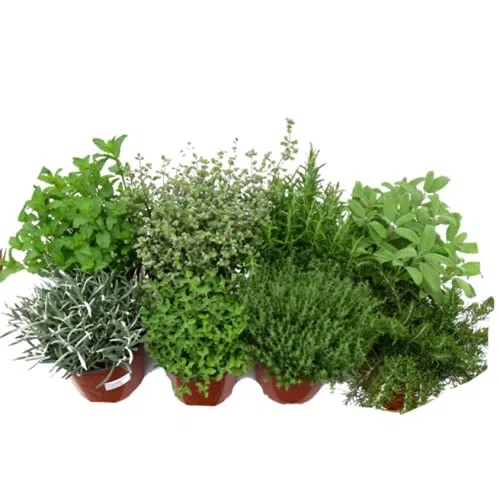 Lote Plantas Aromáticas: Lavanda, Romero, Tomillo, Salvia, Menta, Tomillo Limón, Lavanda Dentata y Hierbabuena