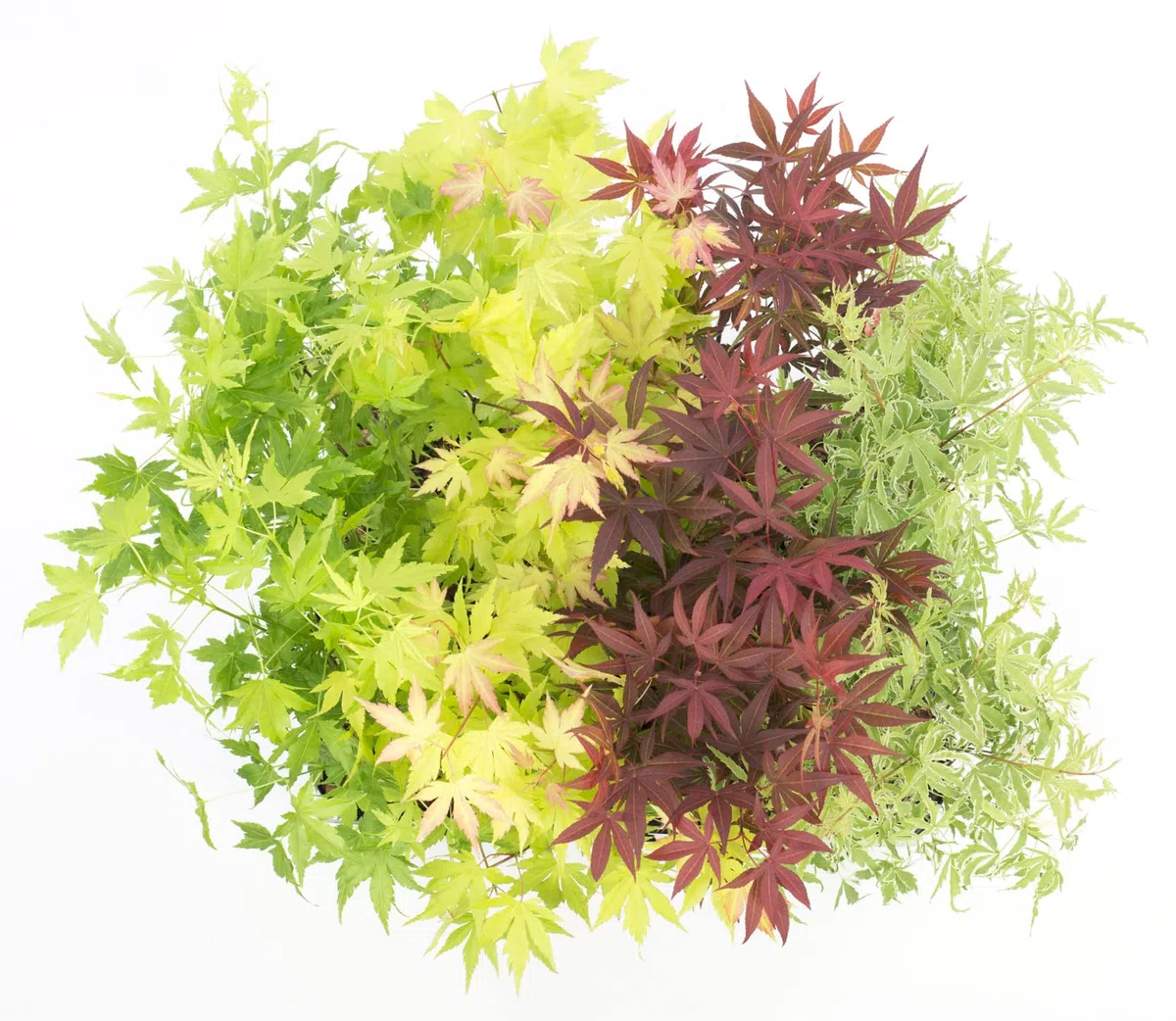 Bloomique - Mix de 4 - Acer palmatum - ‘Orange Dream’ - ‘Going Green’ - ‘Butterfly’ - ‘Atropurpureum’ - Arce japonés - Plantas de jardín - Altura 25-40 cm - Maceta 10,5 cm