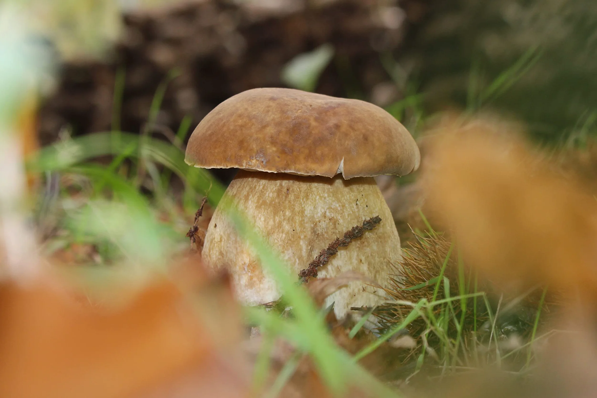 Árbol Frutal castaño. Produce castañas grandes y setas. Altura 1-1,20m. Maceta 3,5 litros. Castaño variedad Marigoule, micorrizado productor de setas (Boletus edulis). Resistencia Tinta