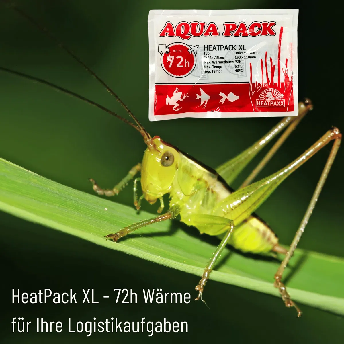 HeatPack 72h - Cojín térmico para envío de animales, envío de plantas, 15,5 cm x 11 cm (10)