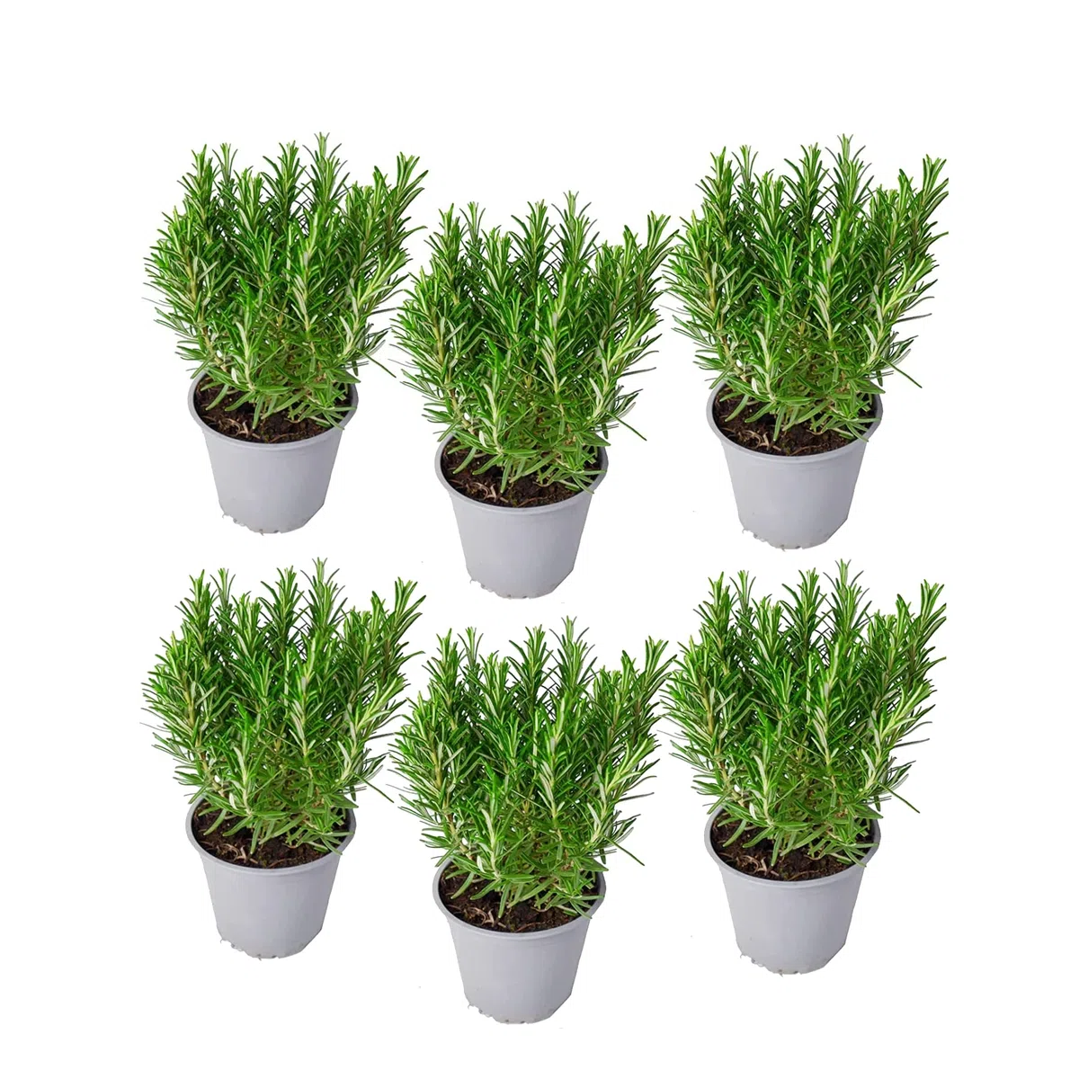 Romero | Pack 6 Plantas | DECOALIVE | Pack de Plantas de Romero Naturales | Interior y Exterior