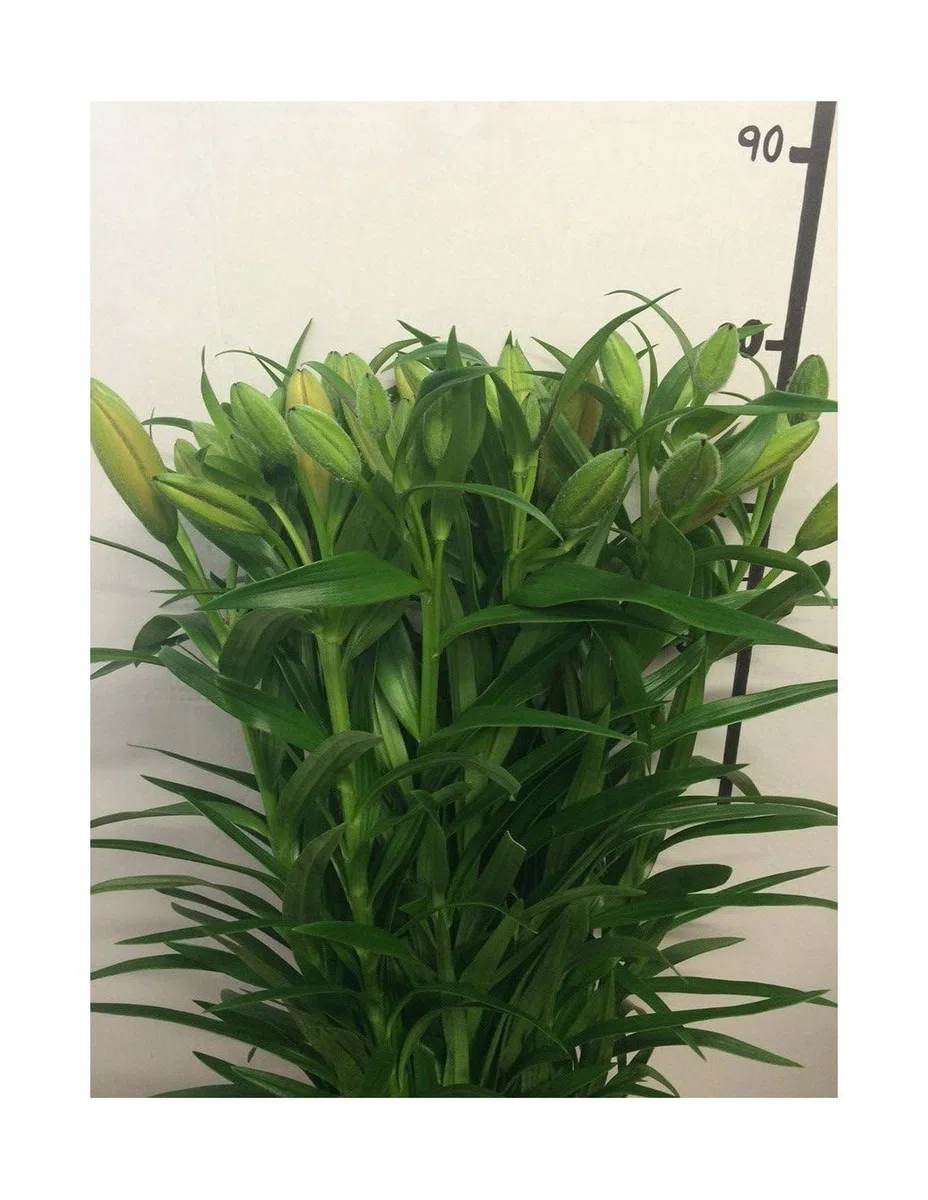 JARDIN202 - Liliums LA | Flor Natural | Ramo de 10 tallos | 80cm de alto | Naranja