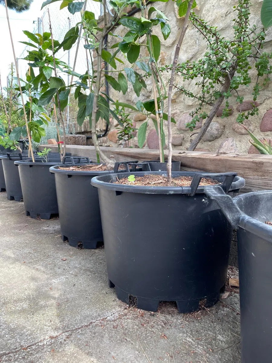 Genérico Maceta Exterior Grande para Frutales, con Asas - Ø45x33 cm -Cultivo de Citricos, Huerto Urbano, Arbustos y Plantas - Jardinera de vivero con Drenaje Profesional - Plastico PE - Negro Mate