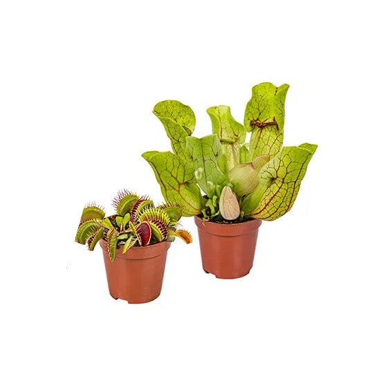 Pack Duo Carnívoro Venus y Sarracenia: Plantas Naturales Auyenta Insectos