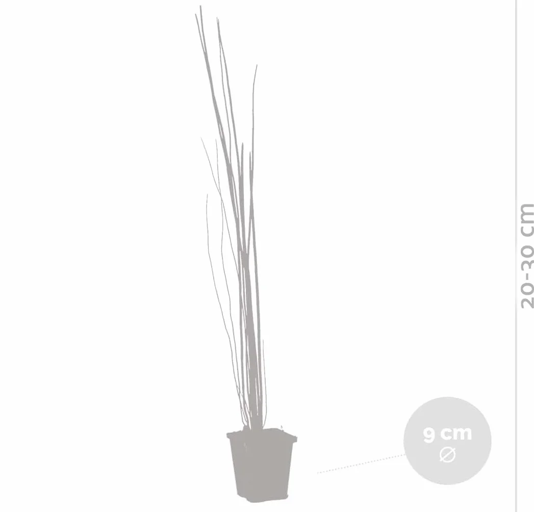 Bloomique - Set de 3 - Equisetum japonicum - Cola de caballo japonesa - Plantas de estanque - Acuáticas - Resistente al frío - Altura 20-30 cm - Maceta 9 cm