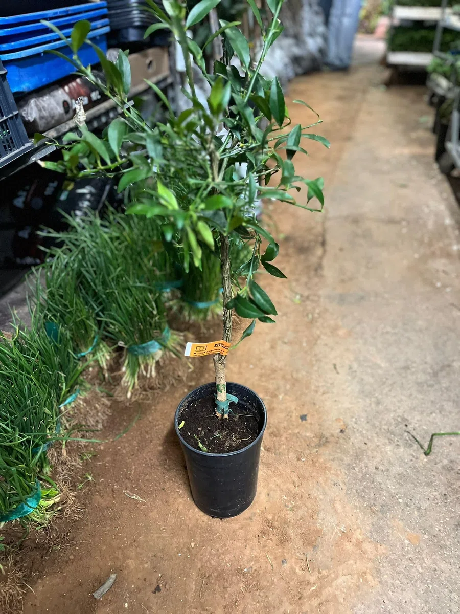 Limonero 4 estaciones Eureka Árbol cítrico en maceta de 5L | Para plantar en huerto o jardín | Planta natural de exterior (Limonero)