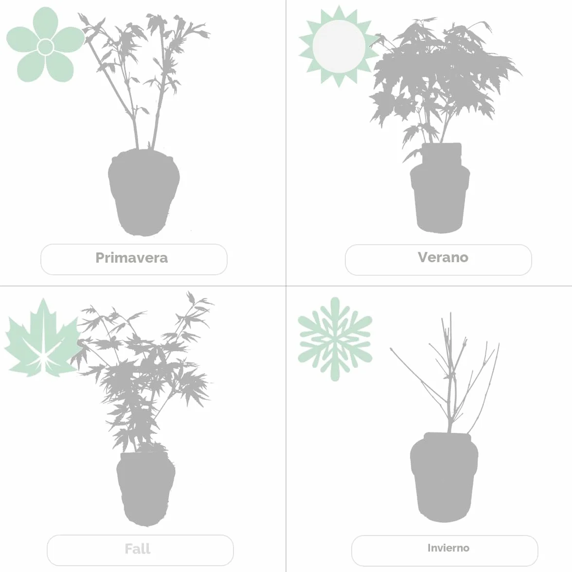 Bloomique - Mix de 4 - Acer palmatum - ‘Orange Dream’ - ‘Going Green’ - ‘Butterfly’ - ‘Atropurpureum’ - Arce japonés - Plantas de jardín - Altura 25-40 cm - Maceta 10,5 cm