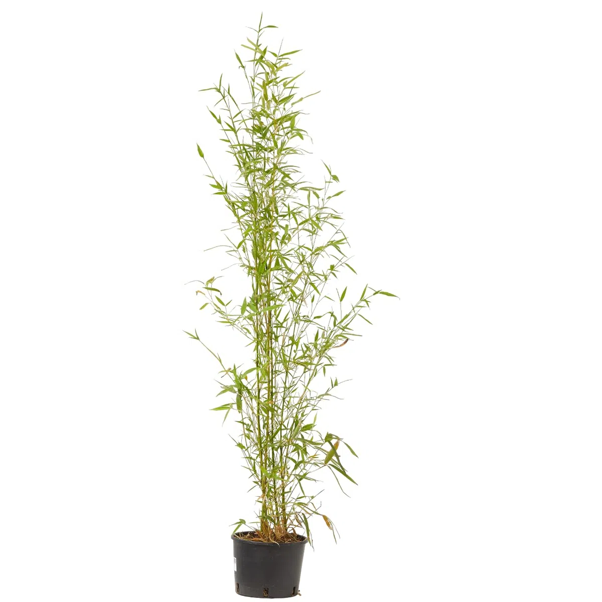 Verdecora Bambú en maceta de 5 litros | Bambusa | Planta Natural de Exterior con Follaje Denso y Vertical | Ideal para Jardines, Terrazas y Setos