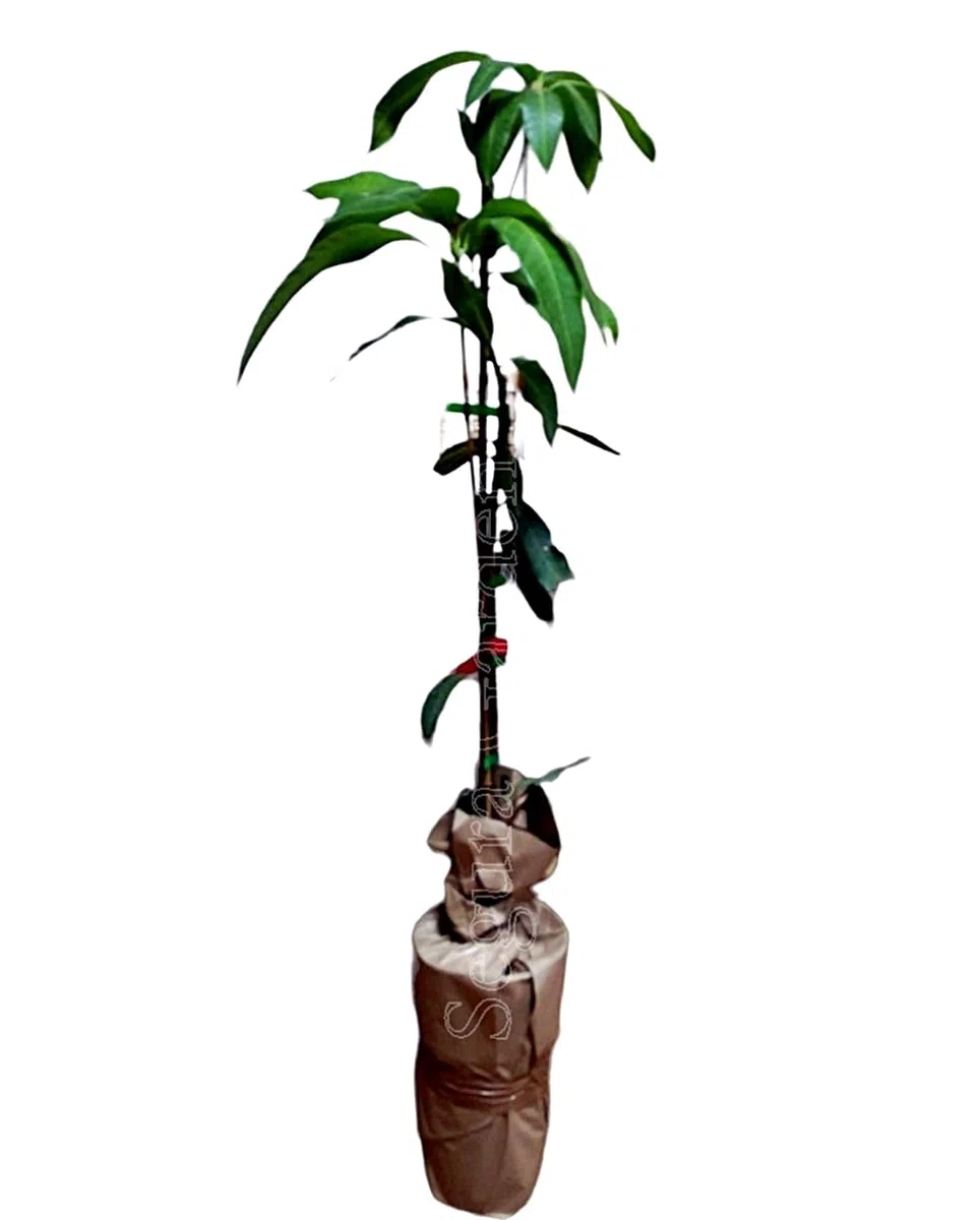 Planta de Mango, arbol de variedad injertado. 90-100 Cm. Muy Productivo cosecha tras cosecha. Plantar un Mango aporta sombra, frutos nutritivos, oxígeno. Segura Garden