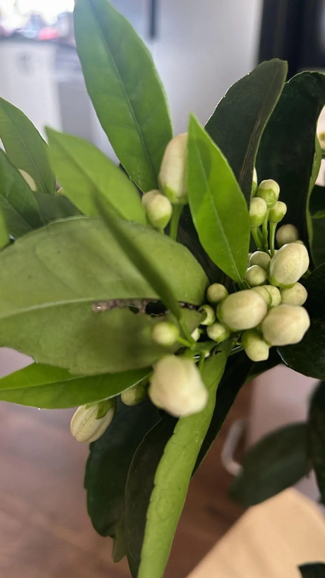 Limonero 4 estaciones Eureka Árbol cítrico en maceta de 5L | Para plantar en huerto o jardín | Planta natural de exterior (Limonero)