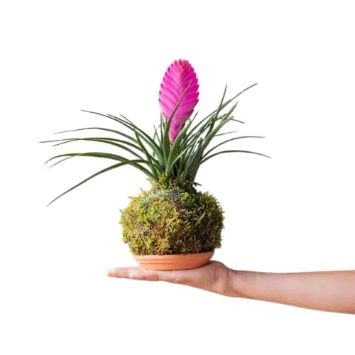 DECOALIVE Kokedama de Interior con Planta Envuelta en Musgo Tillandsia Cyanea Natural