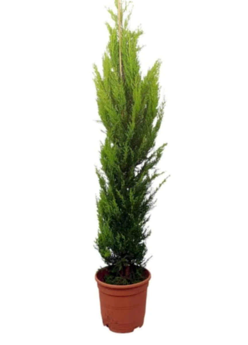 Planta natural Cipres Cupressus Totem, Cipres columnar, 80-100 cm. Ciprés compacto columnar, con follaje verde oscuro, ideal para setos y bordes. Segura Garden.