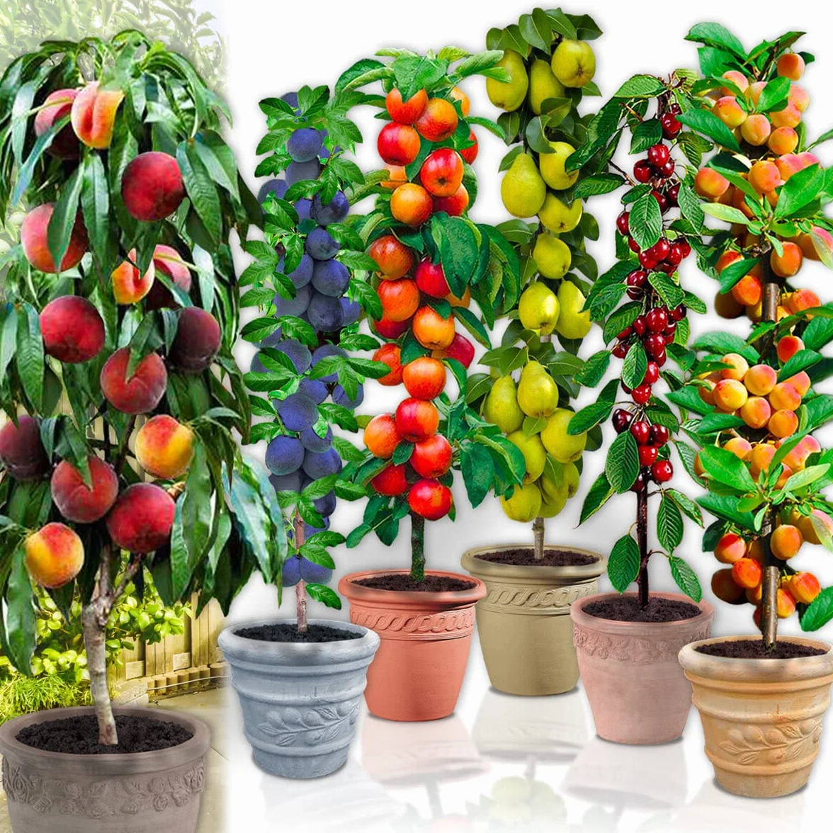 Árboles frutales en columna - Lote de 6 árboles (cerezos,manzanos,perales, albaricoqueros, melocotón, Ciruela) - 80cm de altura - Ideal para balcones, terrazas, pequeños jardines
