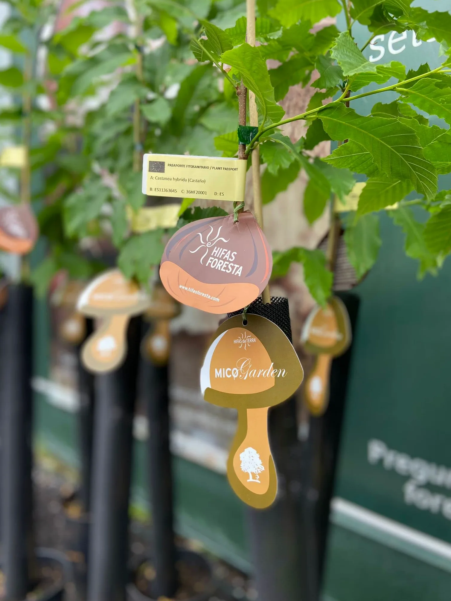 Árbol Frutal castaño. Produce castañas grandes y setas. Altura 1-1,20m. Maceta 3,5 litros. Castaño variedad Marigoule, micorrizado productor de setas (Boletus edulis). Resistencia Tinta