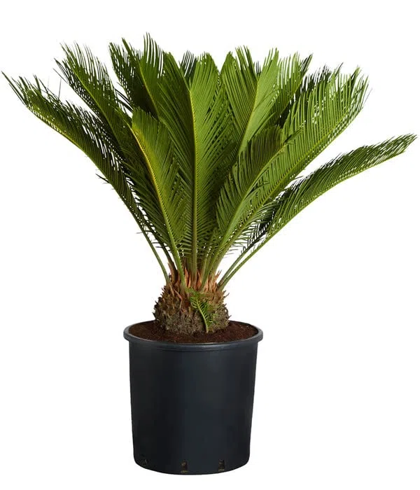 Palmera Cycas Revoluta Natural Planta de Exterior