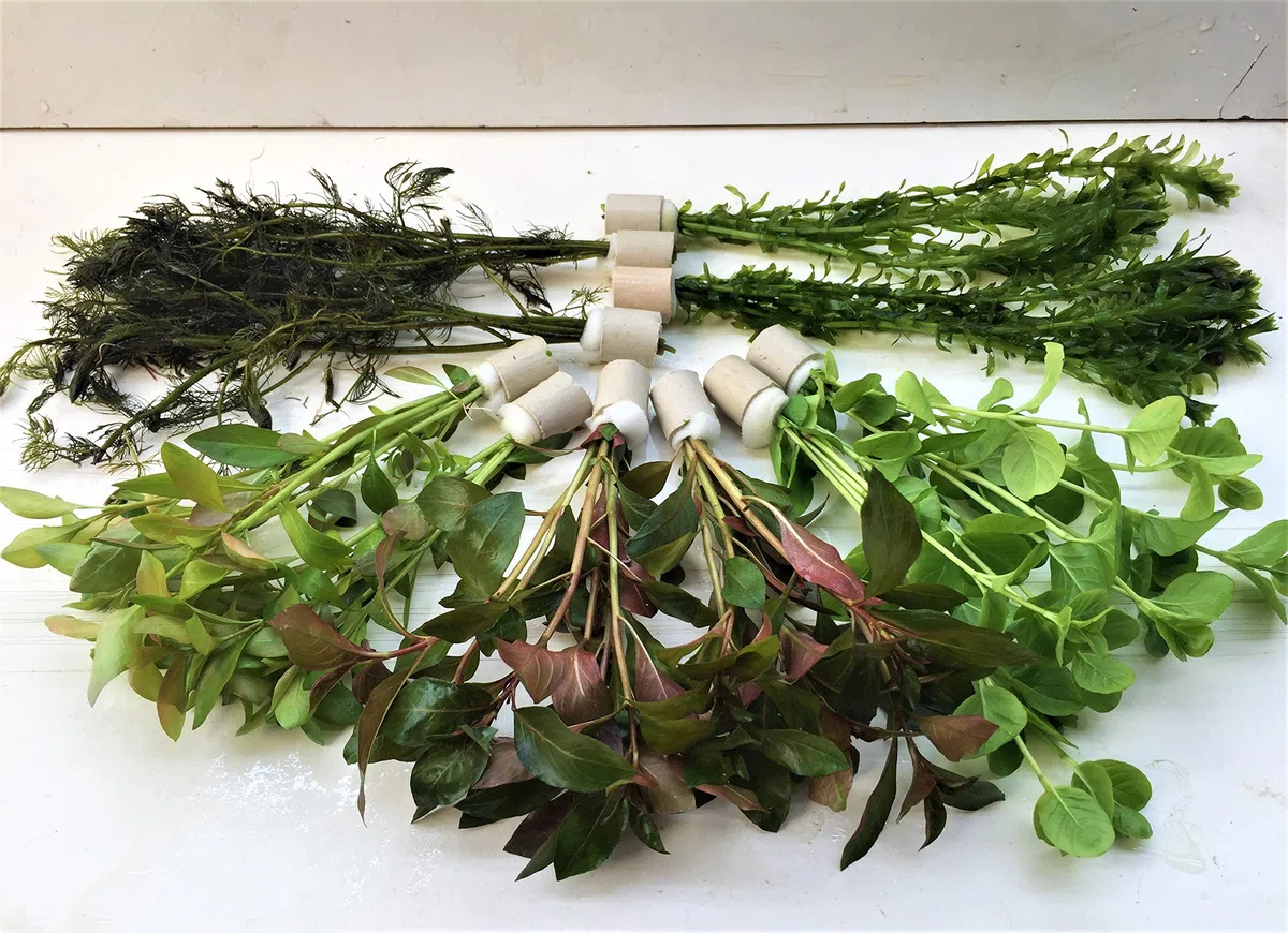 Juego de plantas para estanque, 10 unidades, plantas acuáticas, profilaxis de algas, acuario