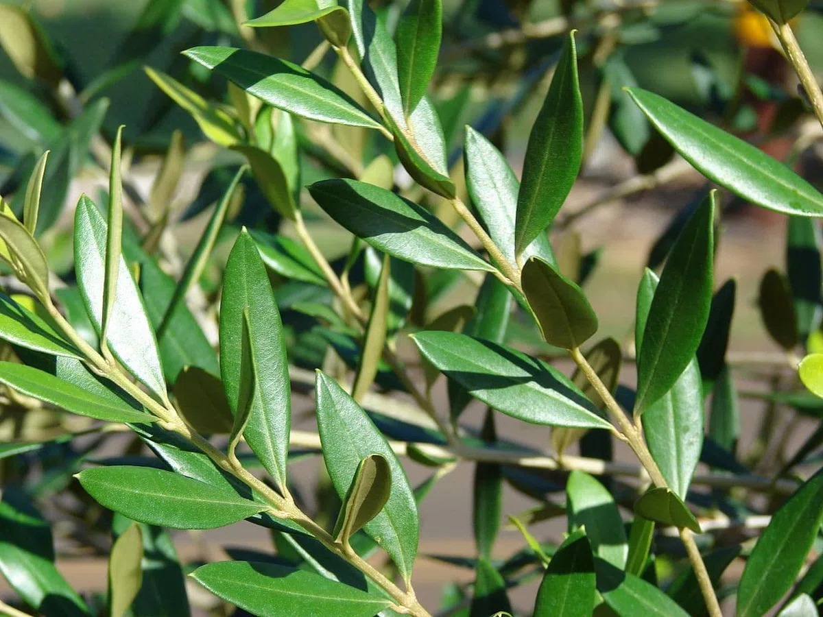 DECOALIVE Olivo con Maceta de Cerámica Árbol de Olivo Natural Olea Europaea Planta Interior y Exterior Natural