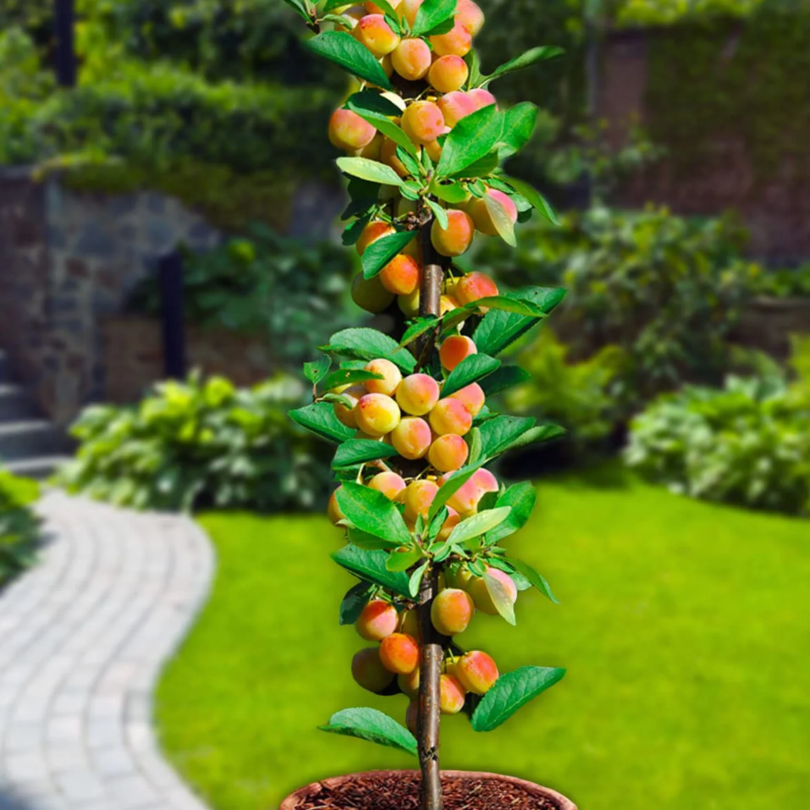 Árboles frutales en columna - Lote de 6 árboles (cerezos,manzanos,perales, albaricoqueros, melocotón, Ciruela) - 80cm de altura - Ideal para balcones, terrazas, pequeños jardines