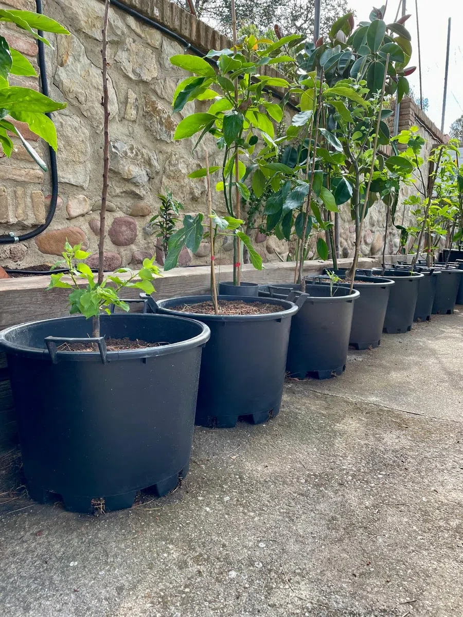 Genérico Maceta Exterior Grande para Frutales, con Asas - Ø45x33 cm -Cultivo de Citricos, Huerto Urbano, Arbustos y Plantas - Jardinera de vivero con Drenaje Profesional - Plastico PE - Negro Mate