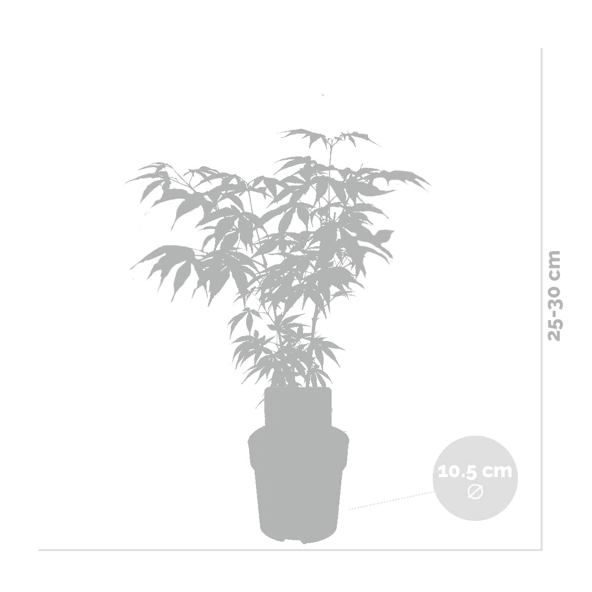 Bloomique - Mix de 4 - Acer palmatum - ‘Orange Dream’ - ‘Going Green’ - ‘Butterfly’ - ‘Atropurpureum’ - Arce japonés - Plantas de jardín - Altura 25-40 cm - Maceta 10,5 cm