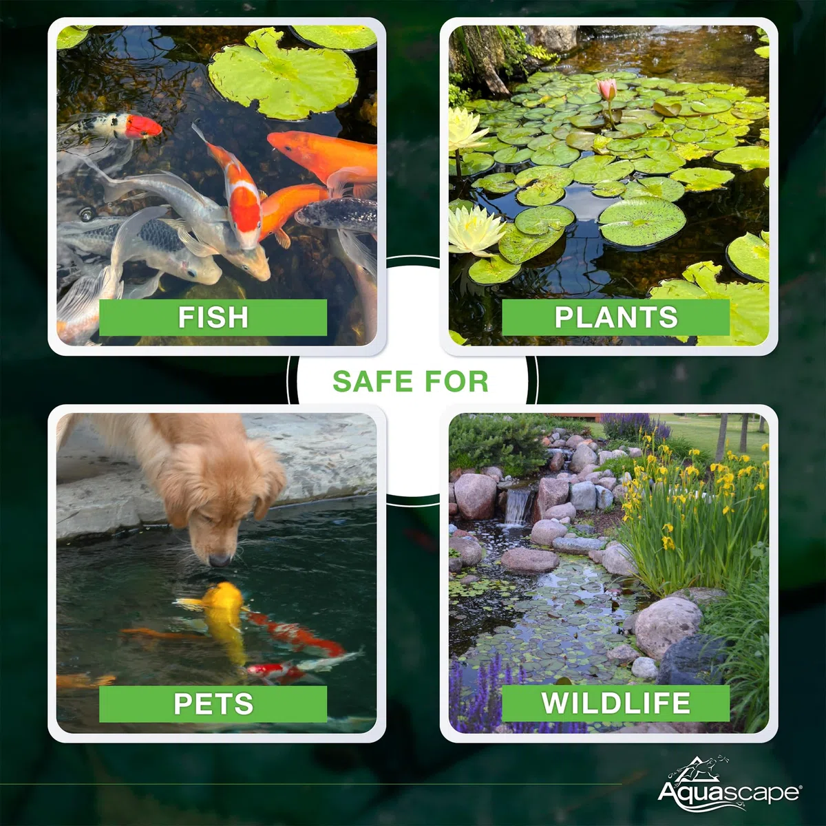 Aquascape Bacterias beneficiosas secas para estanques y características de Agua, 7 Libras | 98950, Blanco