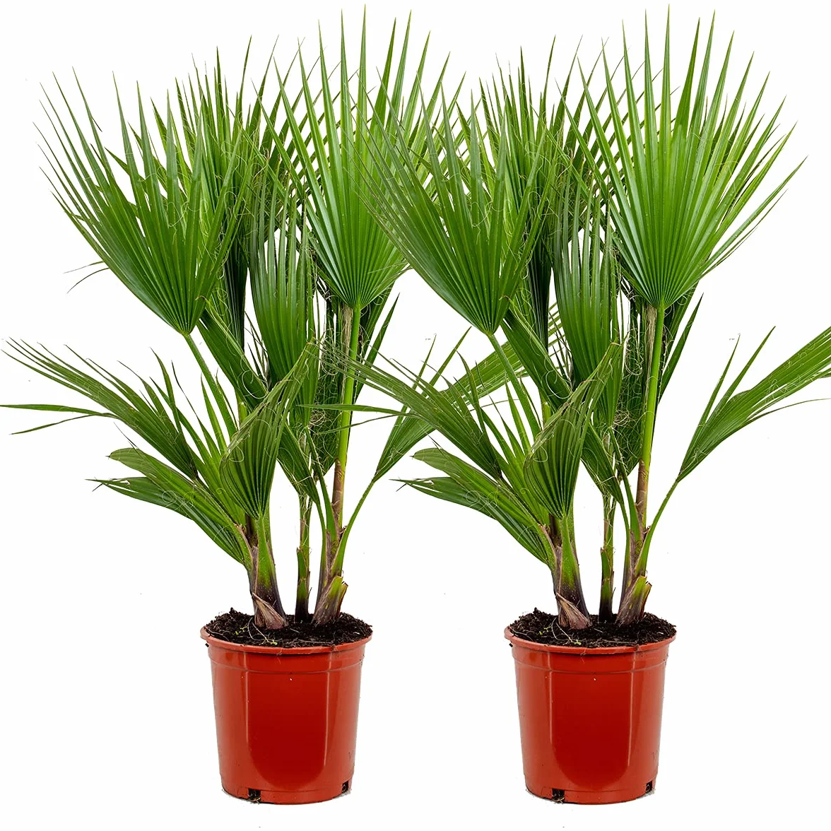 Bloomique - Set de 2 - Washingtonia robusta - Palmera de abanico mexicana - Palmera resistente - Plantas de jardín - Altura 80-100 cm - Maceta 21 cm