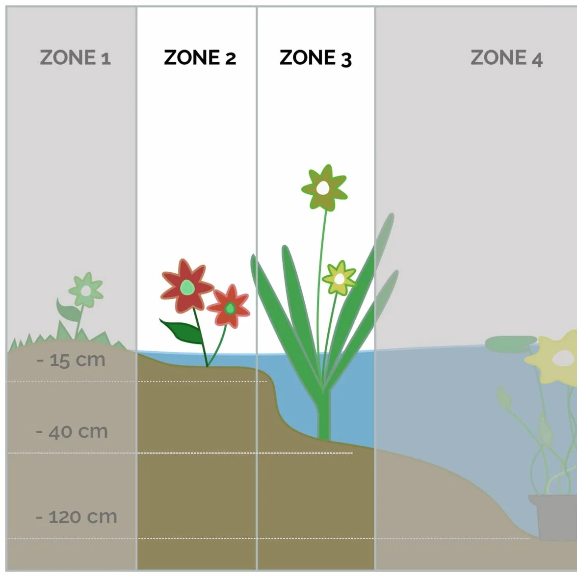 Bloomique - Set de 3 - Equisetum japonicum - Cola de caballo japonesa - Plantas de estanque - Acuáticas - Resistente al frío - Altura 20-30 cm - Maceta 9 cm