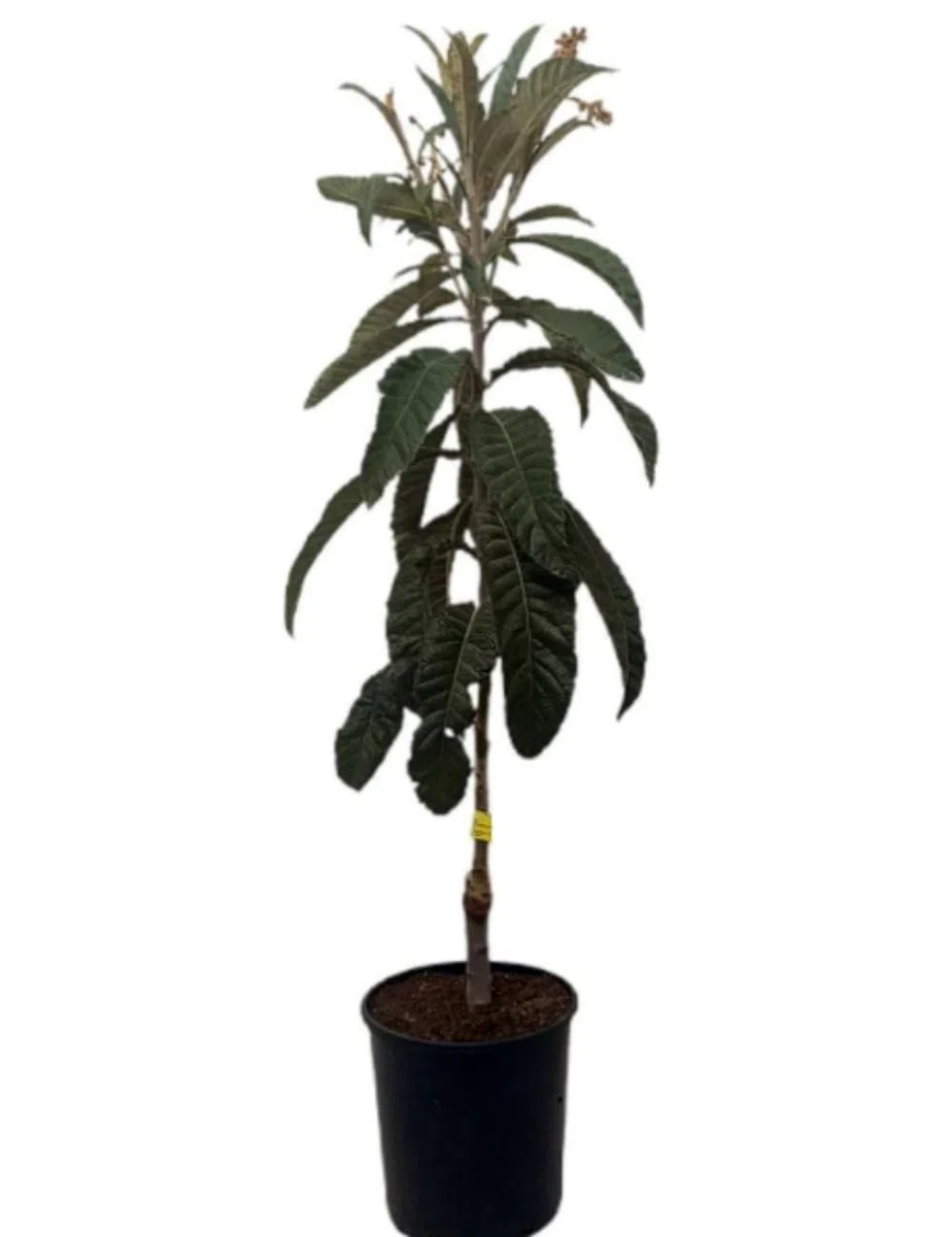 Planta Frutal Nispero Tanaka, 80-100 cm. Eriobotrya japonica. Árbol perenne con fruto dulce y jugoso, de piel anaranjada y pulpa firme, rico en fibra y vitamina A. Segura Garden.