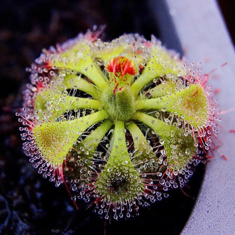100 Piezas Drosera Lovellae Drosera Planta Carnívora Fácil De Cultivar Jardín Bonsai Decoración 2#