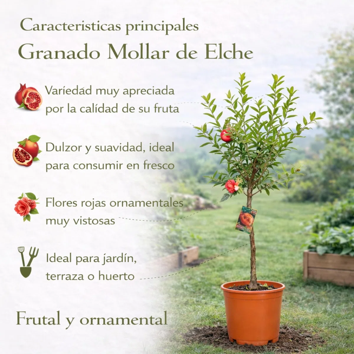 Granado Mollar de Elche en Maceta, 140 cm de alto, Árbol Frutal Exterior con Granadas Dulces, Planta Natural para Jardín Terraza Huerto, Arbol Ornamental Fácil Cultivo. Granado