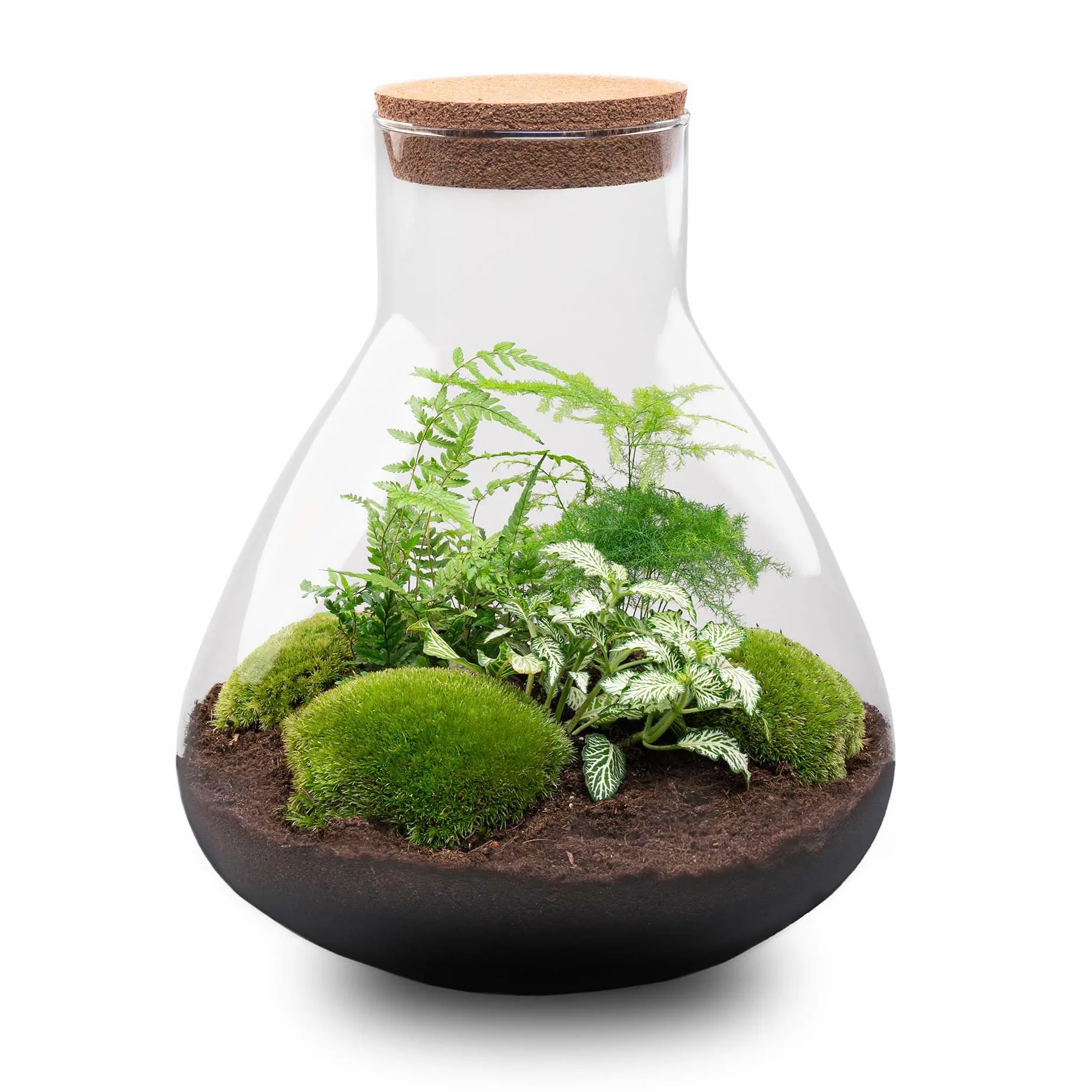 urbanjngl - Terrario para plantas Sam XL con luz - Kit de bricolaje para un ecosistema sostenible - Diámetro 30 cm, altura 32 cm - Ideal para amantes de las plantas y diseño creativo