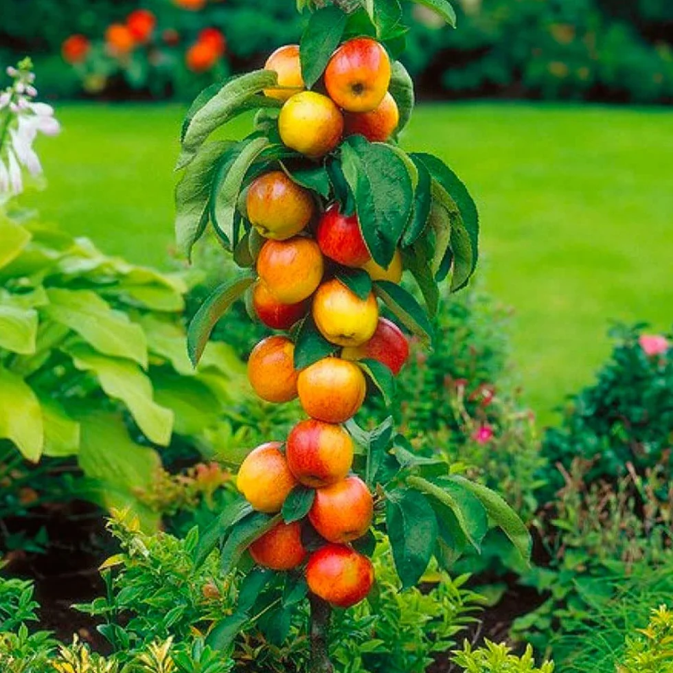 Árboles frutales en columna - Lote de 6 árboles (cerezos,manzanos,perales, albaricoqueros, melocotón, Ciruela) - 80cm de altura - Ideal para balcones, terrazas, pequeños jardines