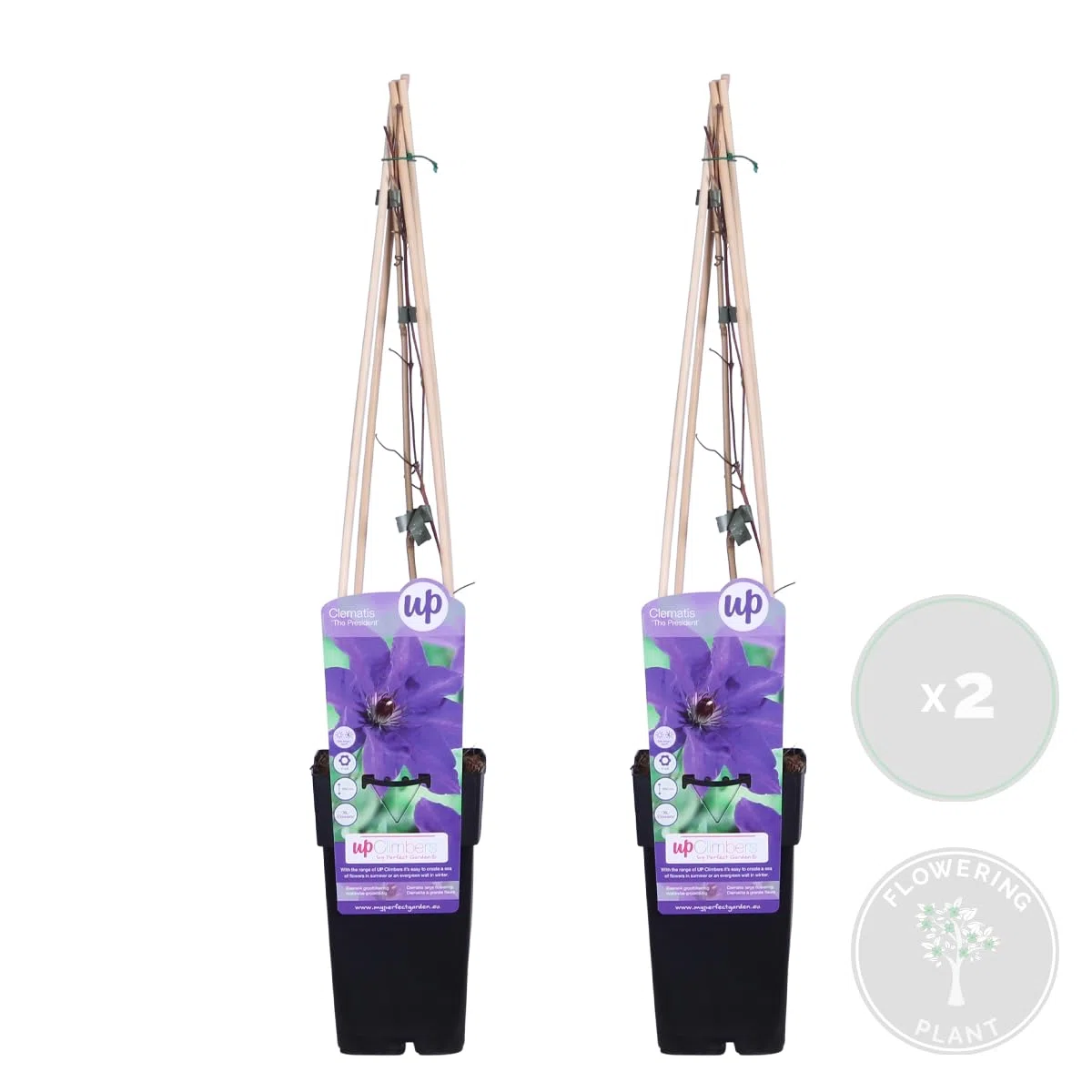 Bloomique - Set de 2 - Clematis ‘The President’ - Clemátide - Morada - Trepadora - Jardín - Resistente al frío - Altura 50-70 cm - Maceta 15 cm