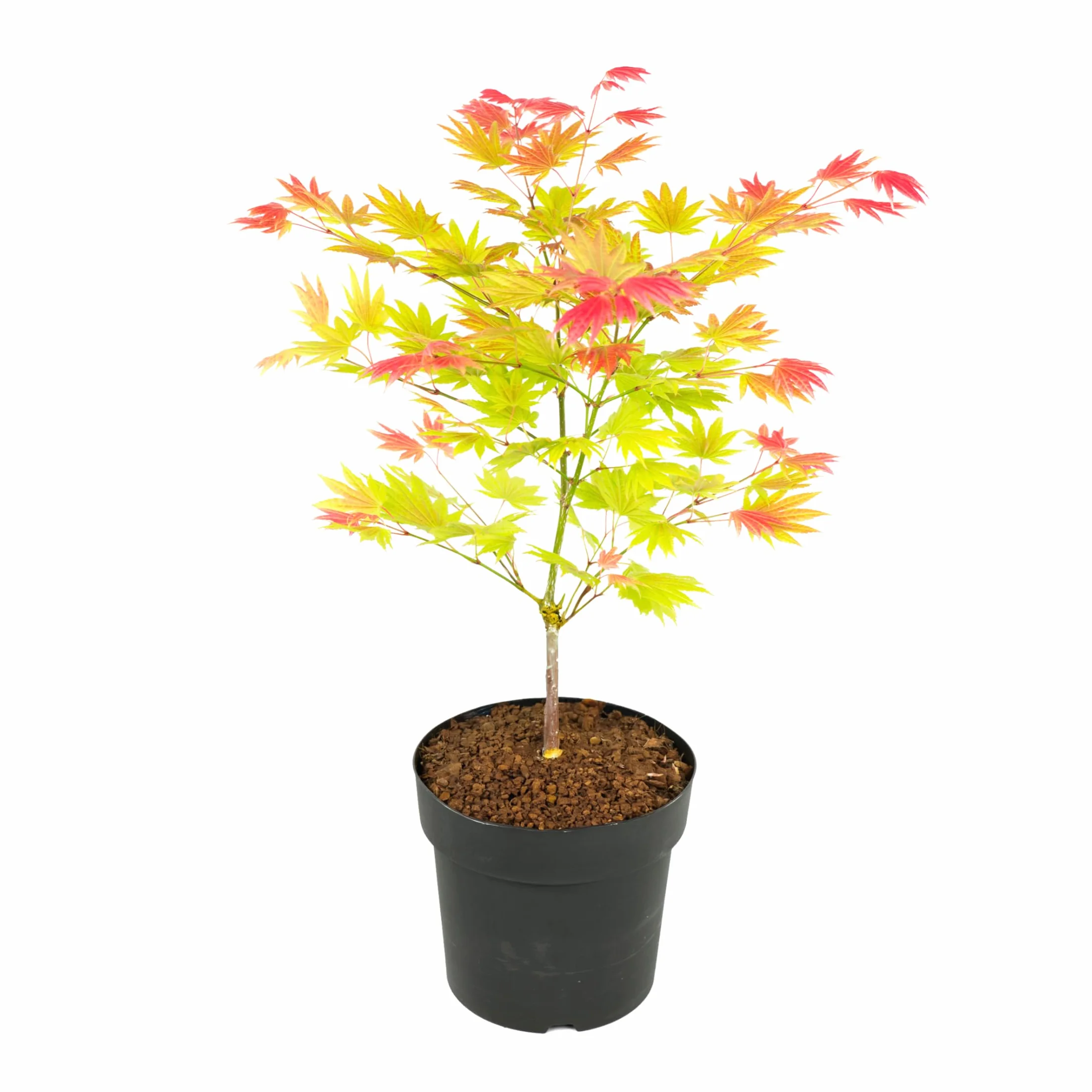 Plant in a Box - Acer palmatum 'Moonrise' - Arce japonés resistente al invierno - Maceta 19cm - Altura 40-50cm