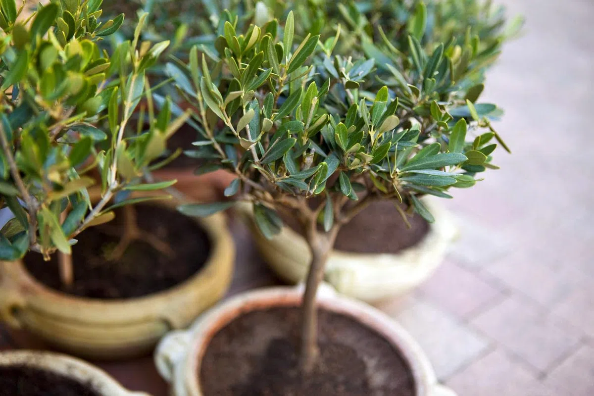 DECOALIVE Olivo con Maceta de Cerámica Árbol de Olivo Natural Olea Europaea Planta Interior y Exterior Natural