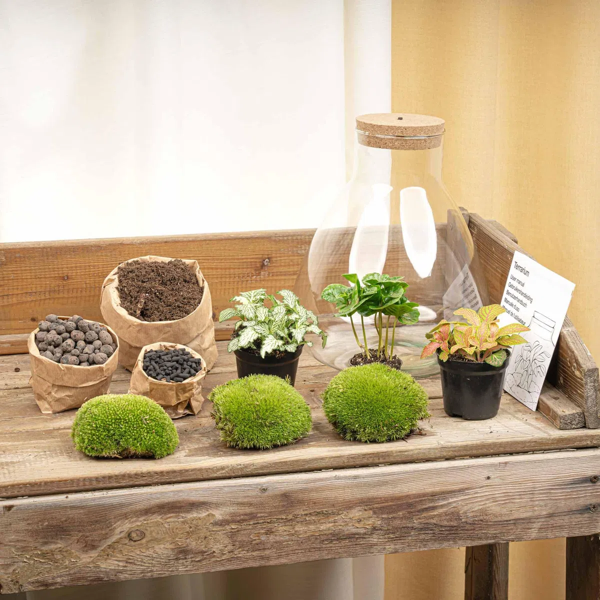 Terrario de Plantas • Sam Coffea con lámpara • Planta ecosistema con luz • ↑ 30 cm