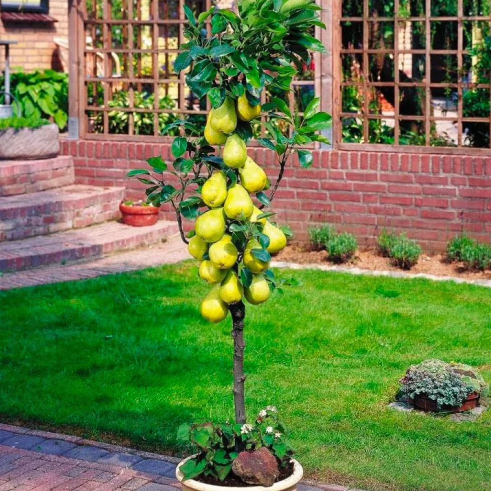 Árboles frutales en columna - Lote de 6 árboles (cerezos,manzanos,perales, albaricoqueros, melocotón, Ciruela) - 80cm de altura - Ideal para balcones, terrazas, pequeños jardines