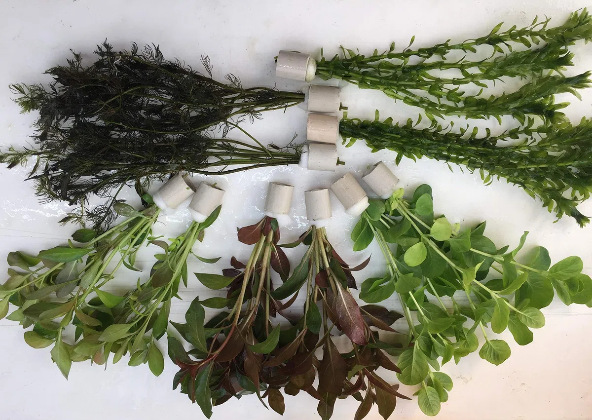 Juego de plantas para estanque, 10 unidades, plantas acuáticas, profilaxis de algas, acuario